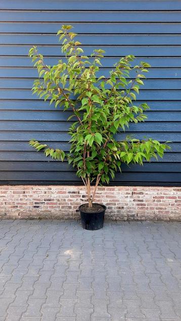 Prunus serrulata 'Kanzan'🌿 meerstam beschikbaar voor biedingen
