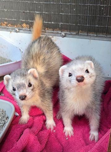 2 superknappe fretten broertjes! Bijzondere kleuren! Tam! beschikbaar voor biedingen