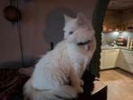 mooie witte langhaar poes, met eigen willetje  diva dus!!, Dieren en Toebehoren, Katten en Kittens | Raskatten | Langhaar, Poes