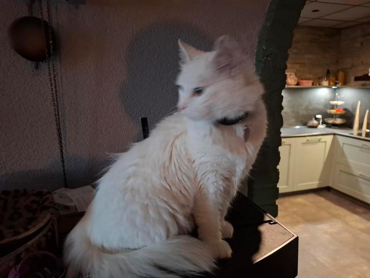 mooie witte langhaar poes, met eigen willetje  diva dus!!, Dieren en Toebehoren, Katten en Kittens | Raskatten | Langhaar, Poes