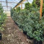 Ilex Heckenfee - Stevige Haagplant, Vaste plant, Halfschaduw, Lente, Ophalen