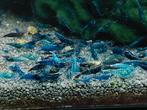 Mooie blauwe neocaridina garnalen, Zoetwatervis, Kreeft, Krab of Garnaal, Schoolvis