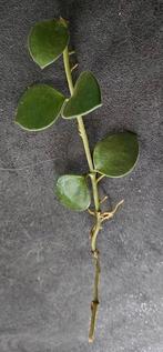 Hoya Nummularioides stek met wortels, Overige soorten, In pot, Minder dan 100 cm, Groene kamerplant