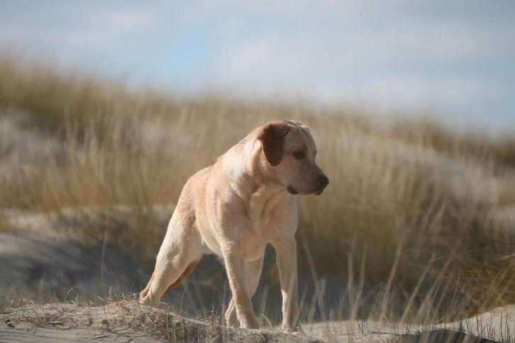 Prachtige stoere labrador reu/dekreu ter dekking aangeboden, Dieren en Toebehoren, Honden | Dekreuen, Reu, Fokker | Hobbymatig