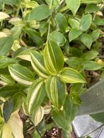 Tradescantia Yellow Hill, Huis en Inrichting, Ophalen of Verzenden, Overige soorten, Minder dan 100 cm