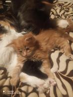 Russische Maine Coon kittens met stamboom, Meerdere dieren, Met stamboom, 0 tot 2 jaar