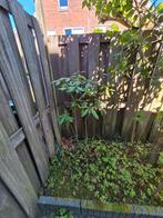 Rododendrons kleur onbekend, Tuin en Terras, Planten | Bomen, Ophalen, Halfschaduw, Overige soorten, 100 tot 250 cm