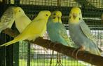 Regenboog jonge grasparkieten, Dieren en Toebehoren, Vogels | Parkieten en Papegaaien, Meerdere dieren, Parkiet