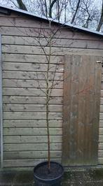 Kornoelje (hoogstam), Tuin en Terras, Overige soorten, 250 tot 400 cm, Zomer, Ophalen