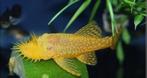 Golden Algae Eater, Dieren en Toebehoren, Vissen | Aquariumvissen, Vis