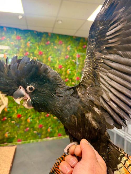 Zeldzaam kaketoe beschikbaar, Dieren en Toebehoren, Vogels | Parkieten en Papegaaien, Papegaai, Meerdere dieren