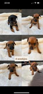 Dwergpincher pups, CDV (hondenziekte), 8 tot 15 weken, Meerdere, Meerdere dieren