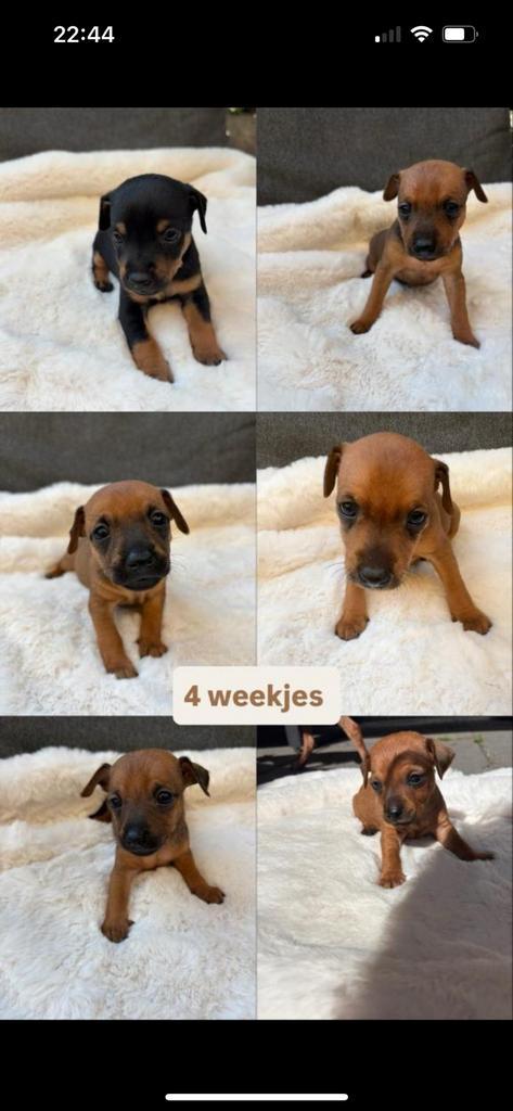 Dwergpincher pups, Dieren en Toebehoren, Honden | Jack Russells en Terriërs, Meerdere dieren, Particulier, Meerdere, Nederland