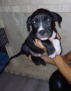 puppies puppy  am pitbull terrier / am staf / am bully, Dieren en Toebehoren, Honden | Niet-rashonden, 8 tot 15 weken, Meerdere
