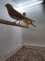 Kanaries, Dieren en Toebehoren, Vogels | Kanaries, Meerdere dieren, Kleurkanarie