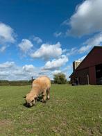 Hampshire down ram, Dieren en Toebehoren, Mannelijk, Schaap