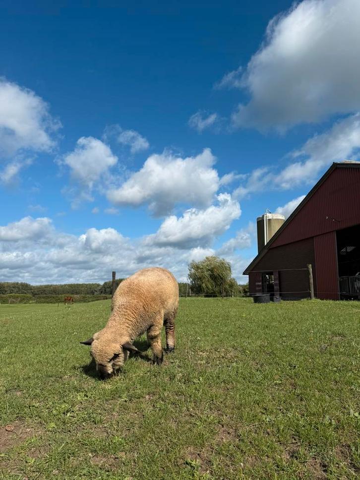 Hampshire down ram, Dieren en Toebehoren, Schapen, Geiten en Varkens, Schaap, Mannelijk