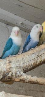 Opaline blauw fischeri's, Dieren en Toebehoren, Vogels | Parkieten en Papegaaien, Meerdere dieren, Dwergpapegaai of Agapornis