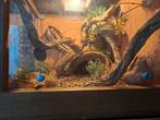Terrarium met koppel rattenslangen, Dieren en Toebehoren, Reptielen en Amfibieën | Toebehoren, Ophalen of Verzenden, Terrarium of Paludarium