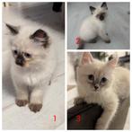 Siberische kitten Neva Masquerade, Kater, Gechipt