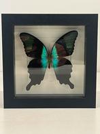 Opgezette vlinder in lijst 16 x 16 cm, Verzamelen, Dierenverzamelingen, Ophalen of Verzenden, Zo goed als nieuw, Wild dier, Opgezet dier