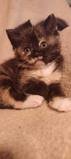 Kittens van een halflangharige , kruising, Meerdere dieren, Gechipt