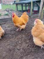 Orpington Buff groot broedeieren, Dieren en Toebehoren, Pluimvee