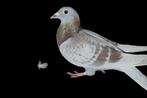 Late jonge duif, Dieren en Toebehoren, Vogels | Duiven, Vrouwelijk