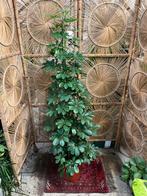 Schefflera compacta 170cm, Huis en Inrichting, Kamerplanten, Ophalen, Halfschaduw, Minder dan 100 cm