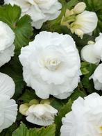 Knolbegonia dubbel wit bollen (3 stuks), Ophalen of Verzenden, Voorjaar, Volle zon, Knol