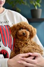 Toy poodle, Dieren en Toebehoren, Honden | Chihuahua's en Gezelschapshonden, Poedel, 15 weken tot 1 jaar, Reu, Meerdere