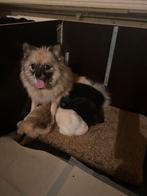 Pomchi pups regio België Limburg goed lezen aub, Dieren en Toebehoren, België, Particulier, Keeshond, Rabiës (hondsdolheid)