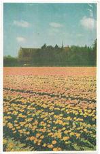 AK Bollenvelden - Kerkje in bloemrijke omgeving, Verzenden, 1940 tot 1960, Ongelopen, Natuur