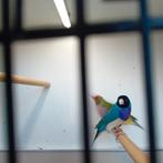 Goulamadine, Dieren en Toebehoren, Vogels | Overige Vogels, Meerdere dieren