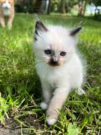 Ragdoll kittens, Dieren en Toebehoren, Katten en Kittens | Raskatten | Langhaar, Meerdere dieren, Gechipt, 0 tot 2 jaar