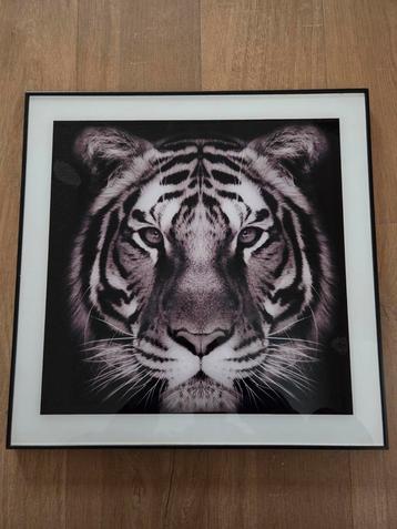 Tijger in lijst - 50x50cm beschikbaar voor biedingen