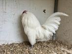 Broedeieren Antwerpse Baardkrielen in 3 kleuren, Dieren en Toebehoren, Geslacht onbekend, Kip
