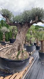 Mediterane planten en bomen, 100 tot 250 cm, Zomer, Palmboom, Ophalen