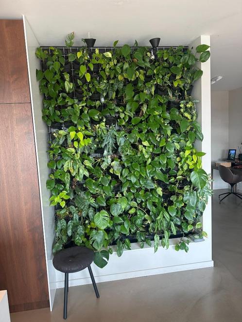 Groenwand / plantenwand met slim bewateringssysteem en pomp, Huis en Inrichting, Kamerplanten, Overige soorten, 200 cm of meer