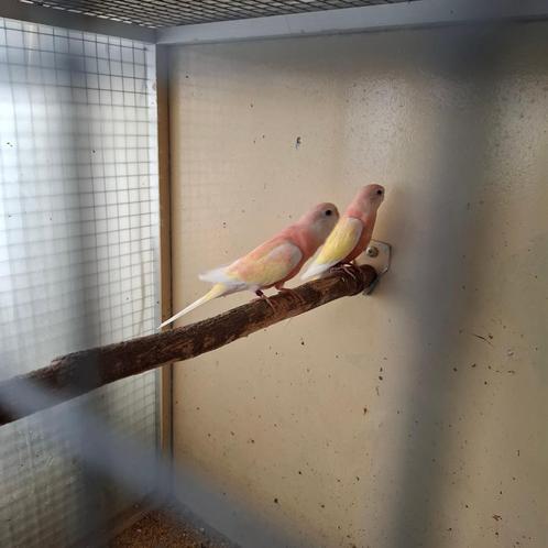 1-1 Rubino Bourkes e.v.t. met kooi, Dieren en Toebehoren, Vogels | Parkieten en Papegaaien, Parkiet, Meerdere dieren, Geringd