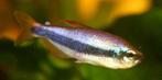 Blauwe koningszalm (Inpaichthys kerri) schooltje van 7, Dieren en Toebehoren, Vis, Zoetwatervis, Schoolvis