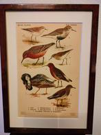 Litho Floericke Kanoet Kemphaan Stranloper1922, Antiek en Kunst, Verzenden