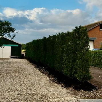 Prunus lusitanica 'Angustifolia ‘ portugese laurier beschikbaar voor biedingen