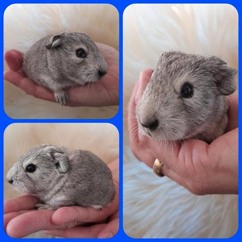 Schattige,cavia,reserveren,california x zilveragouti,vervoer, Dieren en Toebehoren, Knaagdieren, Mannelijk, Cavia, Na 1 juli 2024