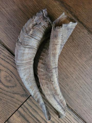 2 hoorns beschikbaar voor biedingen