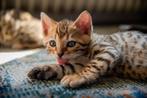 Bengaalse kittens, Dieren en Toebehoren, Katten en Kittens | Raskatten | Korthaar, Meerdere dieren, Gechipt, 0 tot 2 jaar