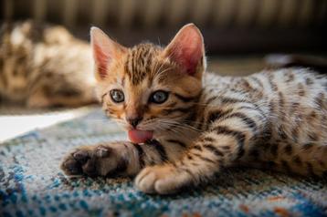 Bengaalse kittens beschikbaar voor biedingen