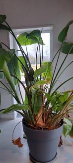 Strelitzia Nicolai - Paradijsvogelplant, Ophalen, 200 cm of meer, Overige soorten, Halfschaduw