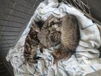 Boerderijkittens, Dieren en Toebehoren, Katten en Kittens | Overige Katten, Poes, Kortharig, 0 tot 2 jaar