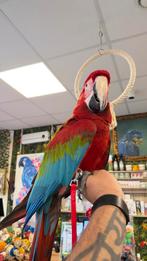 Groenvleugel ara’s incl. Getest, Meerdere dieren, Papegaai, Pratend